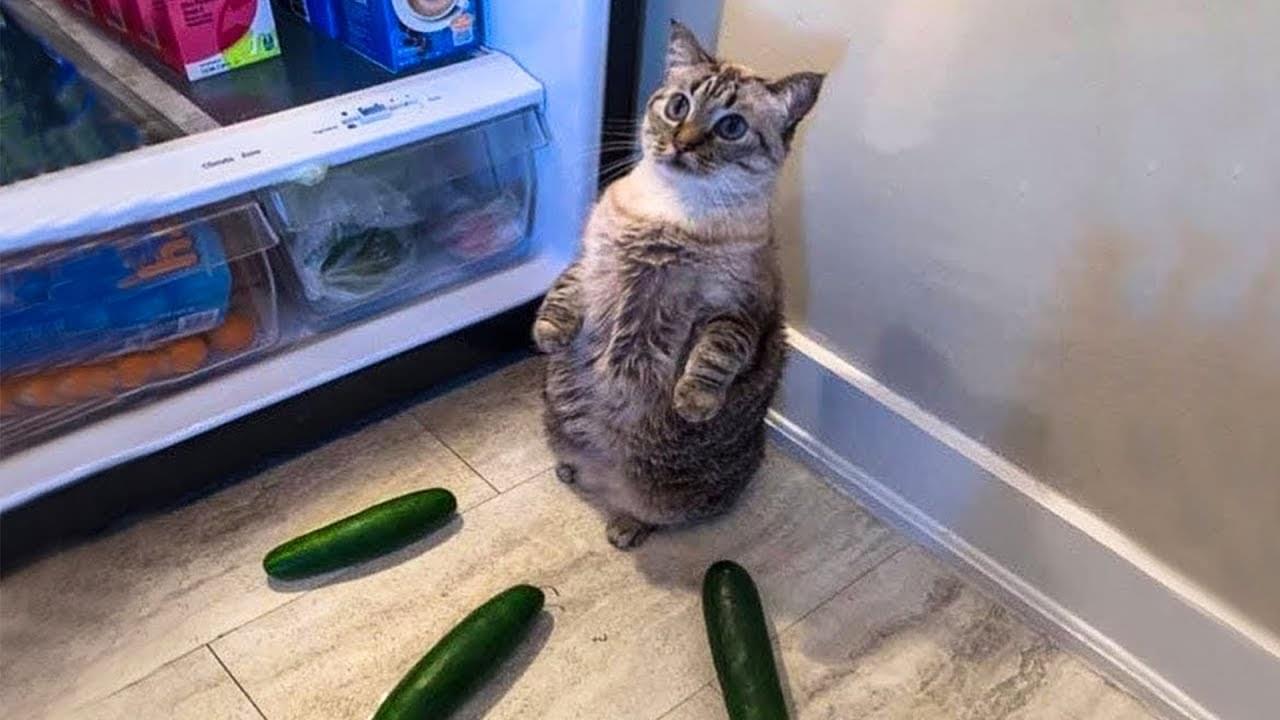 Cat and cucumber